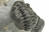 Two Detailed Phacopid (Adrisiops) Trilobites - Jbel Oudriss, Morocco #222417-6